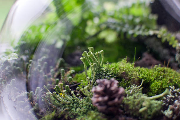 Close up of cladonia fimbriata lichen growing at glass florarium