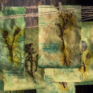 Odd herbal laboratory with dried herbs and flowers in wooden hut