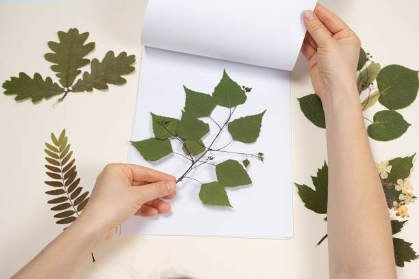 Hands holding a dried birch leaves making a herbarium.